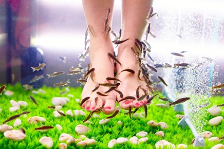 Barefoot Fish