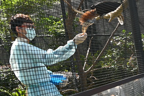 Hong Kong Zoological and Botanical Gardens