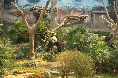 Macao Giant Panda Pavilion
