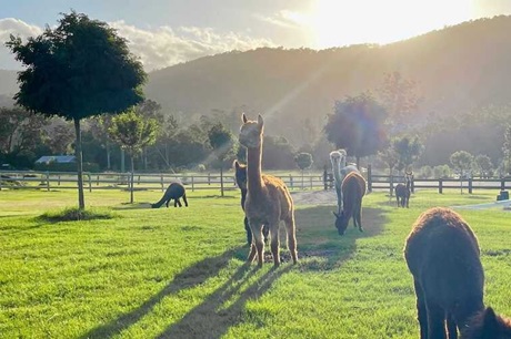 Mountview Alpaca Farm