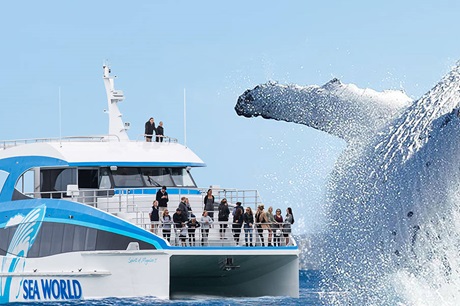 Sea World Cruises