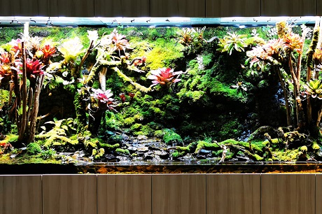 Tropical Rainforest Vivarium