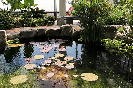 Water Lily Garden