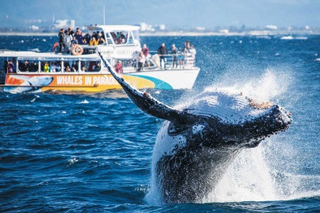 Whales in Paradise